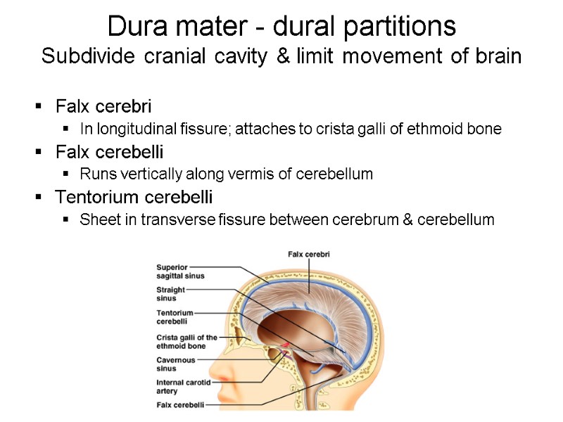 Dura mater - dural partitions Subdivide cranial cavity & limit movement of brain Falx